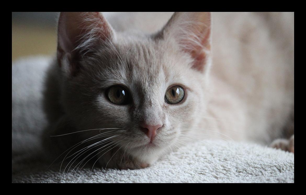 Huskat Louis † billede 12