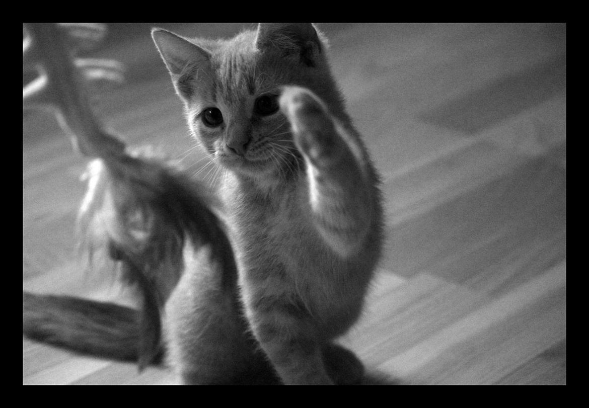 Huskat Louis † billede 3