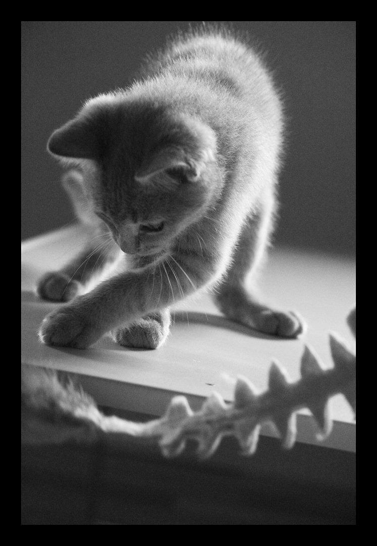 Huskat Louis † billede 13