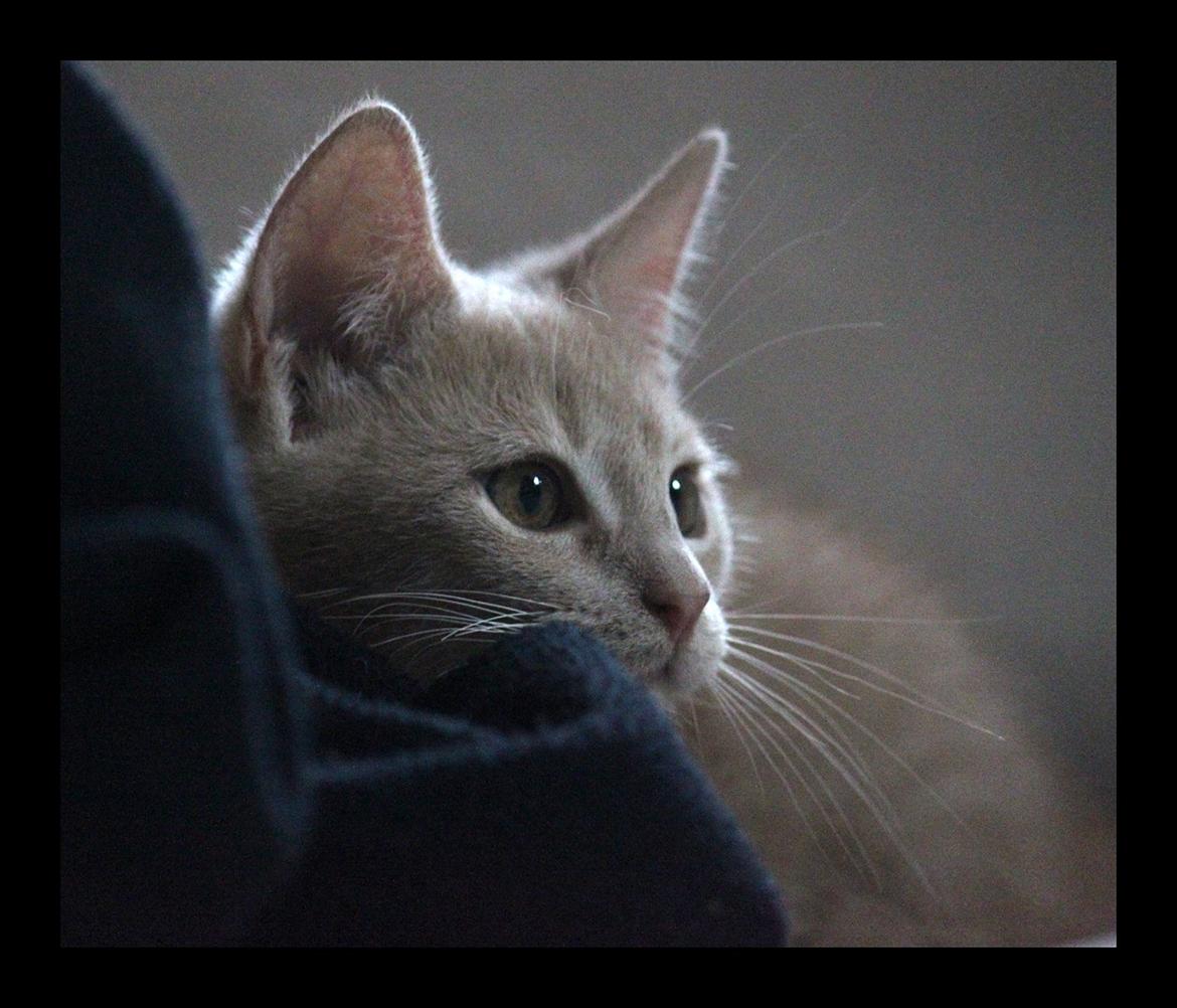 Huskat Louis † billede 16