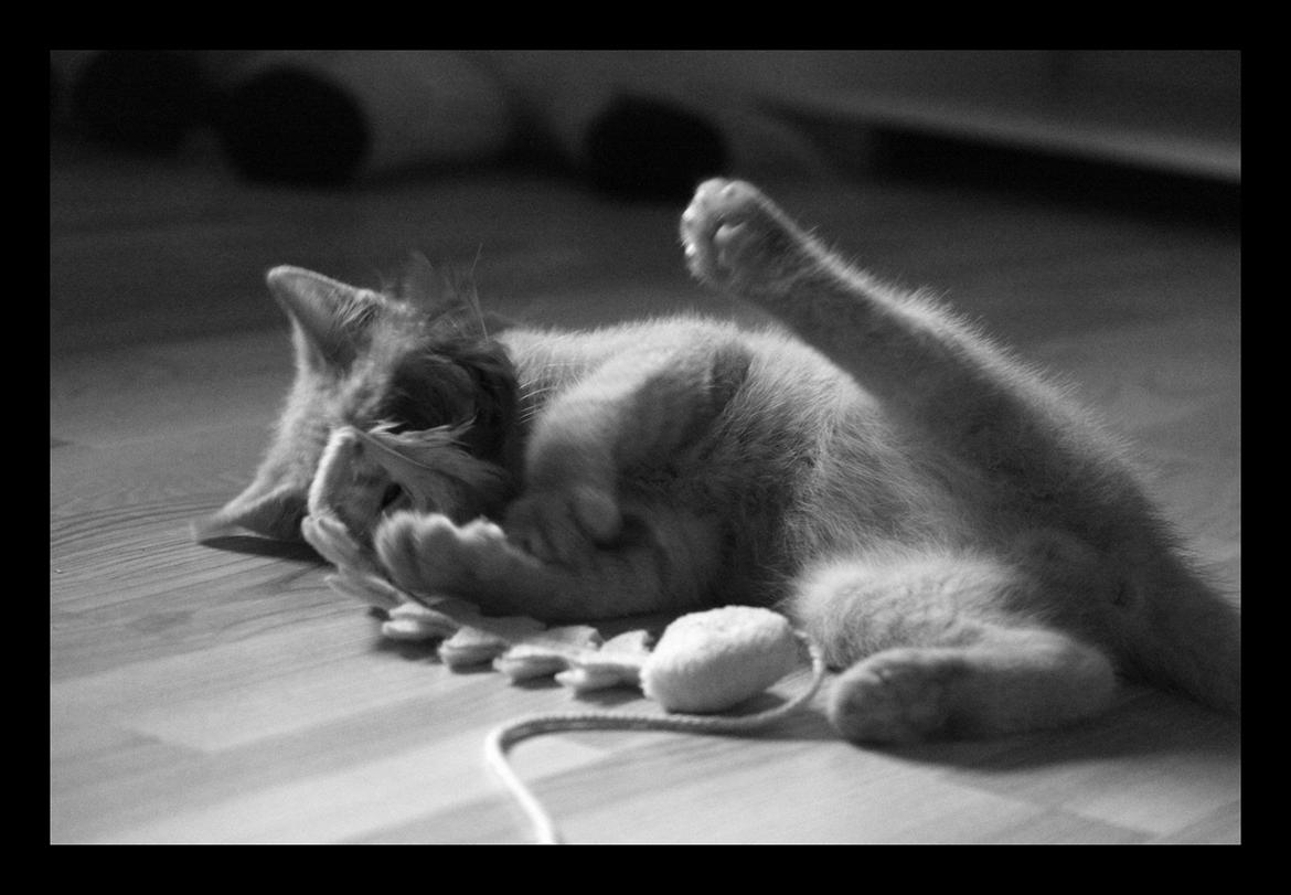 Huskat Louis † billede 14