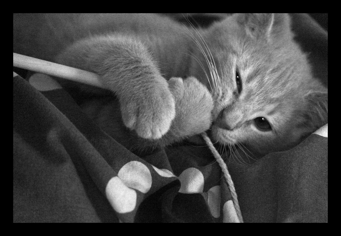 Huskat Louis † billede 8