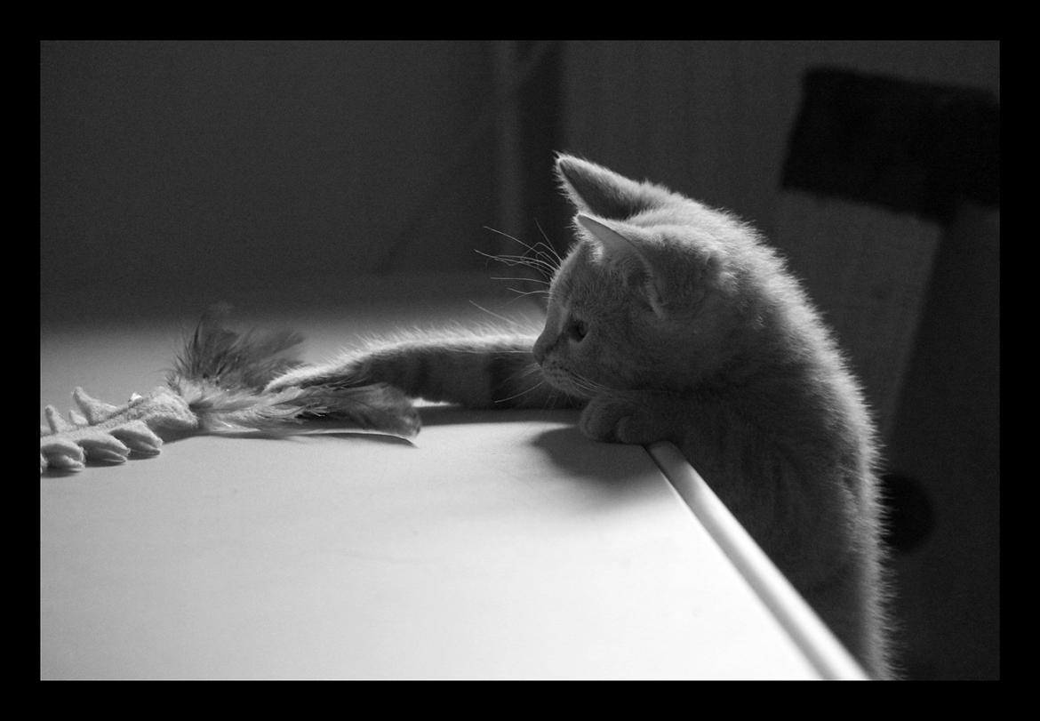 Huskat Louis † billede 15