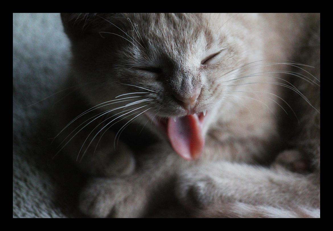 Huskat Louis † billede 10