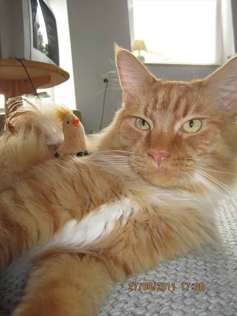 Blanding af racer Franz - Her er Franz med hønen Simon. Altid god at give tæsk og vaske.  billede 1