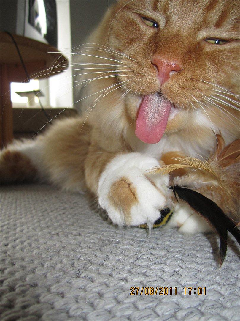 Blanding af racer Franz - Hønen Simon bliver vasket.  billede 2