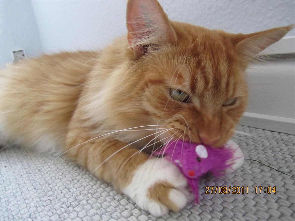 Blanding af racer Franz - Musen Ingolf er nu også sød.  billede 3