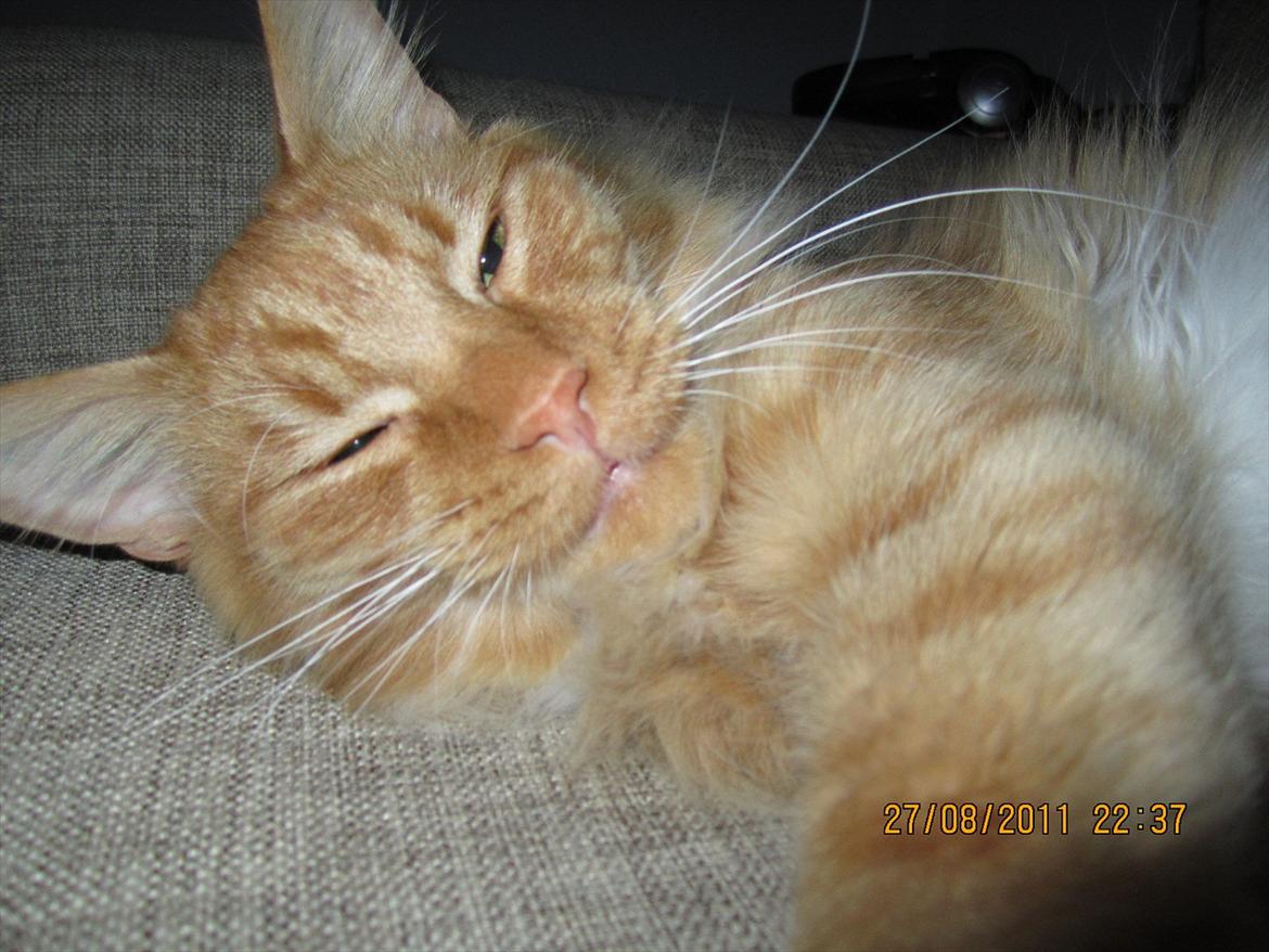 Blanding af racer Franz - Franz hygger på sofaen. Træt efter en vild legetur.  billede 5