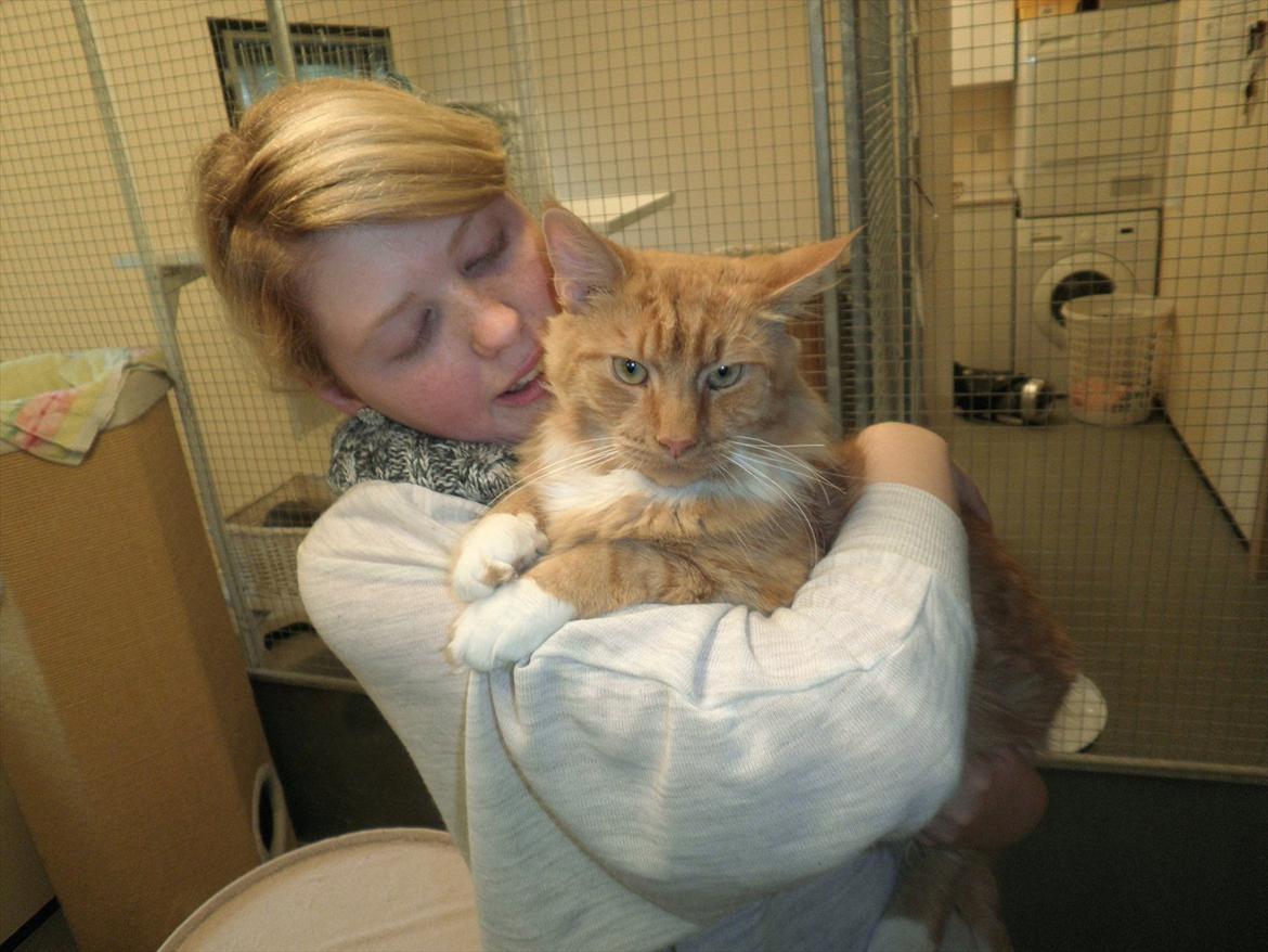 Blanding af racer Franz - Her er Franz stadig ude på kattelaug, næsten klar til at komme med hjem!  billede 6