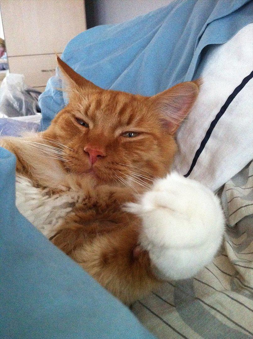 Blanding af racer Franz - Alle kan være lidt morgensur?  billede 7