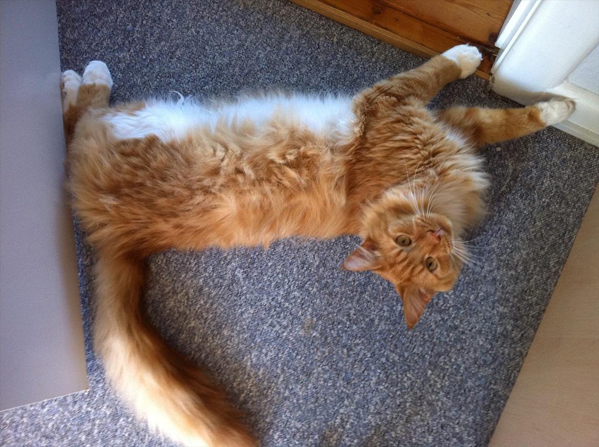 Blanding af racer Franz - ''Skal jeg virkelig flytte mig???''  billede 8