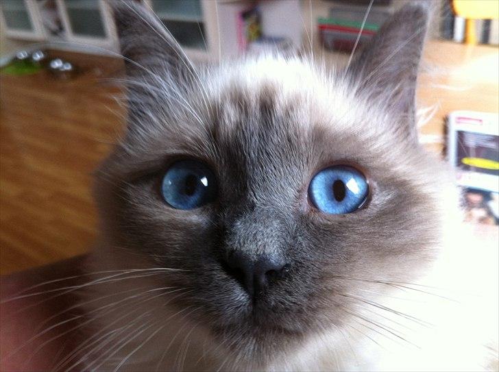 Hellig Birma DK Pumelles Armani - Mine fine blå øjne, som ingen kan stå for :) billede 6