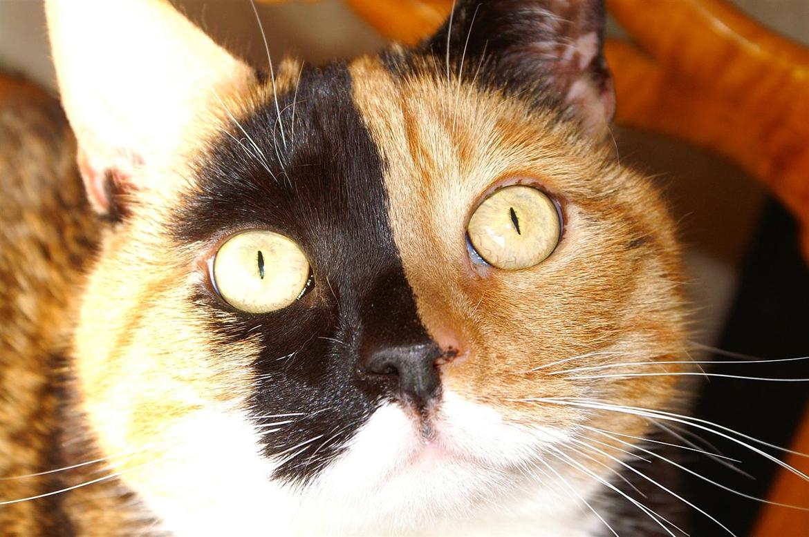 Huskat Lea - Glo suppe til middag. ♥ billede 14