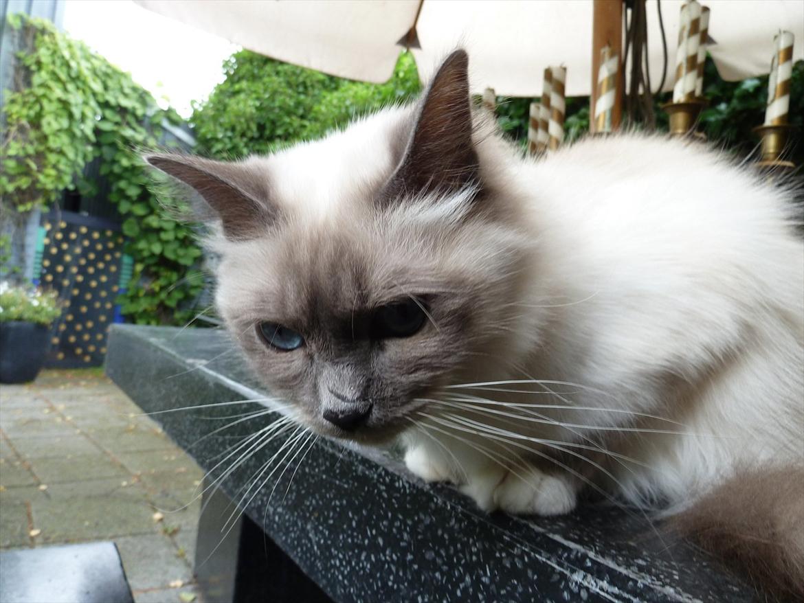 Hellig Birma Nala (Shengo Sugar Baby) billede 13