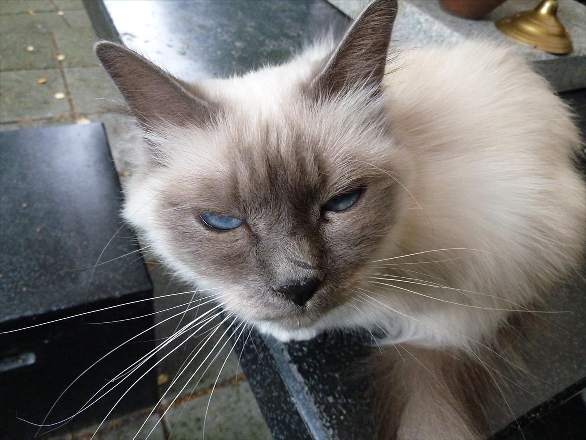 Hellig Birma Nala (Shengo Sugar Baby) billede 14