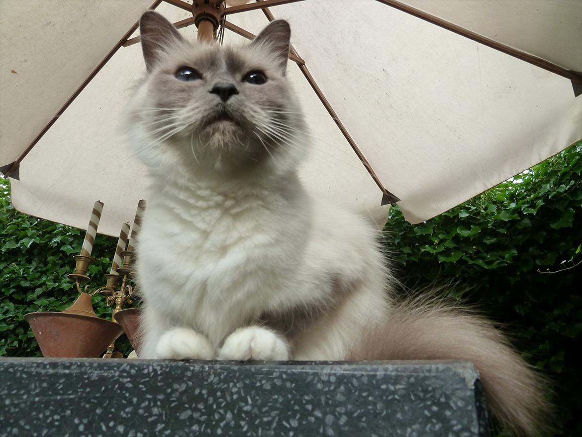 Hellig Birma Nala (Shengo Sugar Baby) billede 15