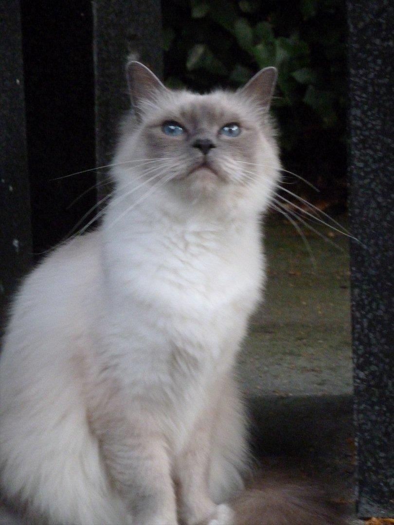 Hellig Birma Nala (Shengo Sugar Baby) billede 16