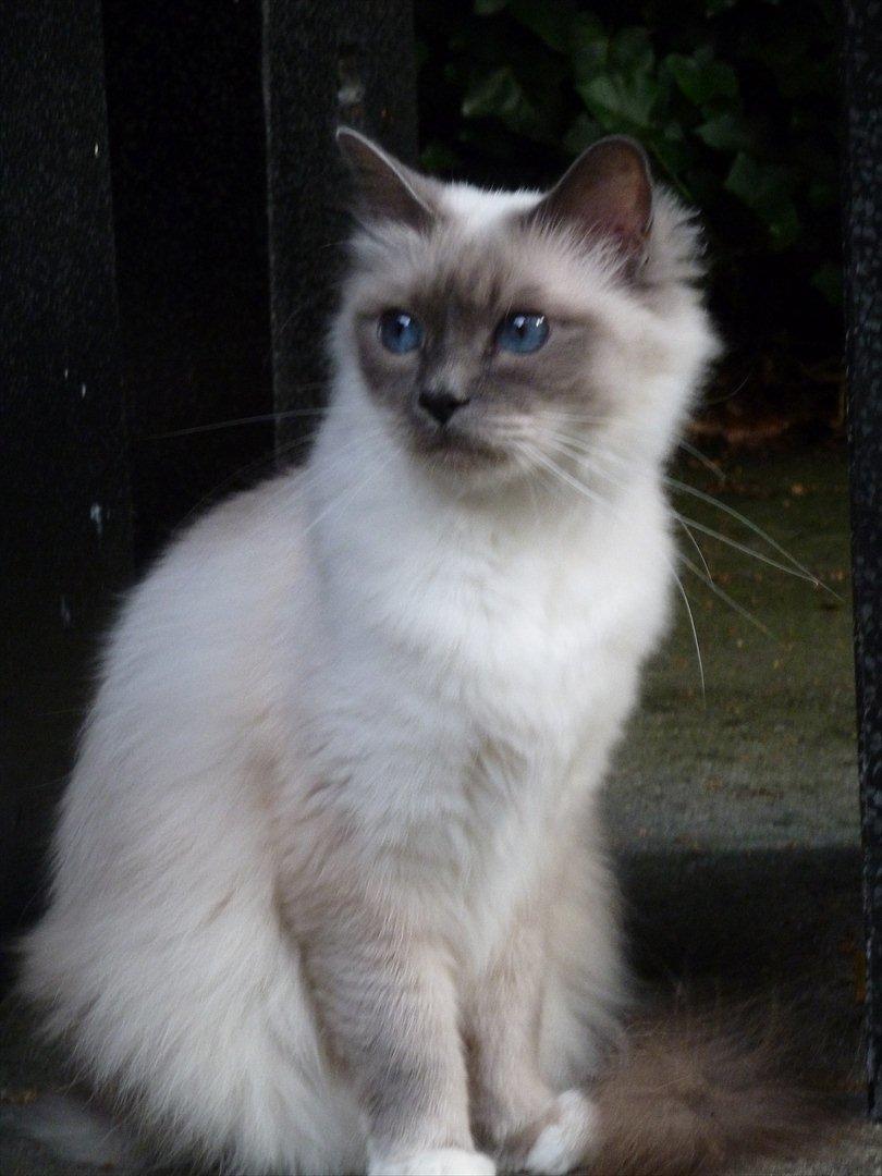 Hellig Birma Nala (Shengo Sugar Baby) billede 6