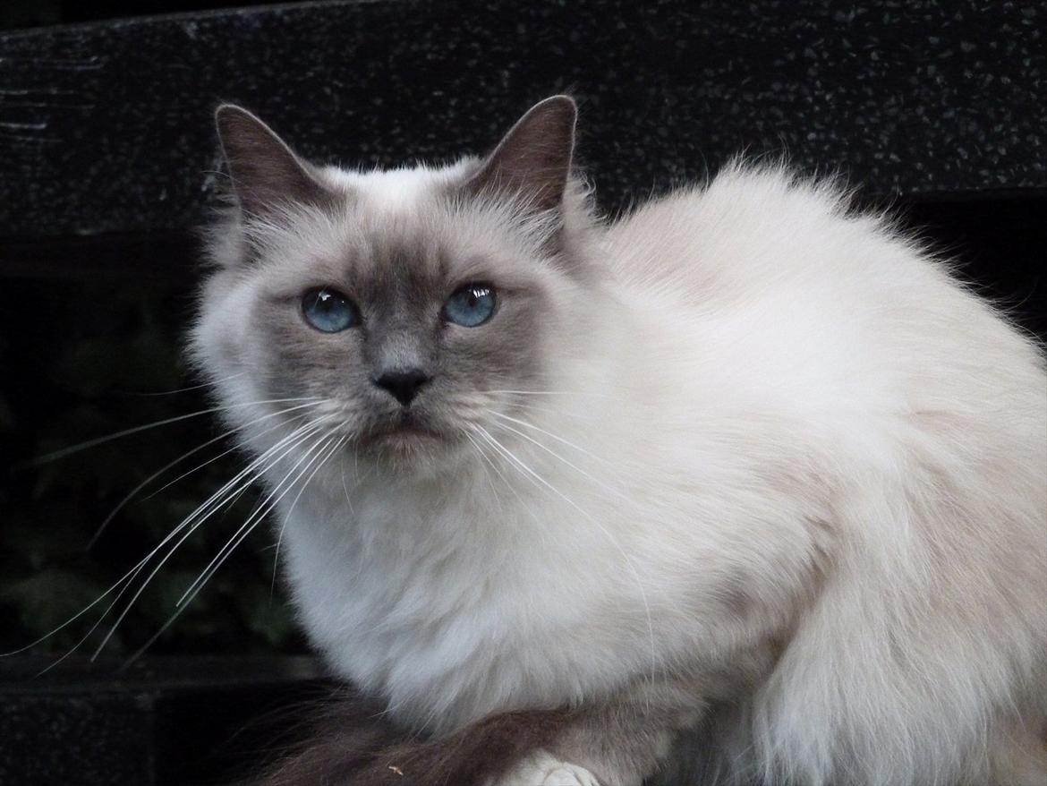 Hellig Birma Nala (Shengo Sugar Baby) billede 17