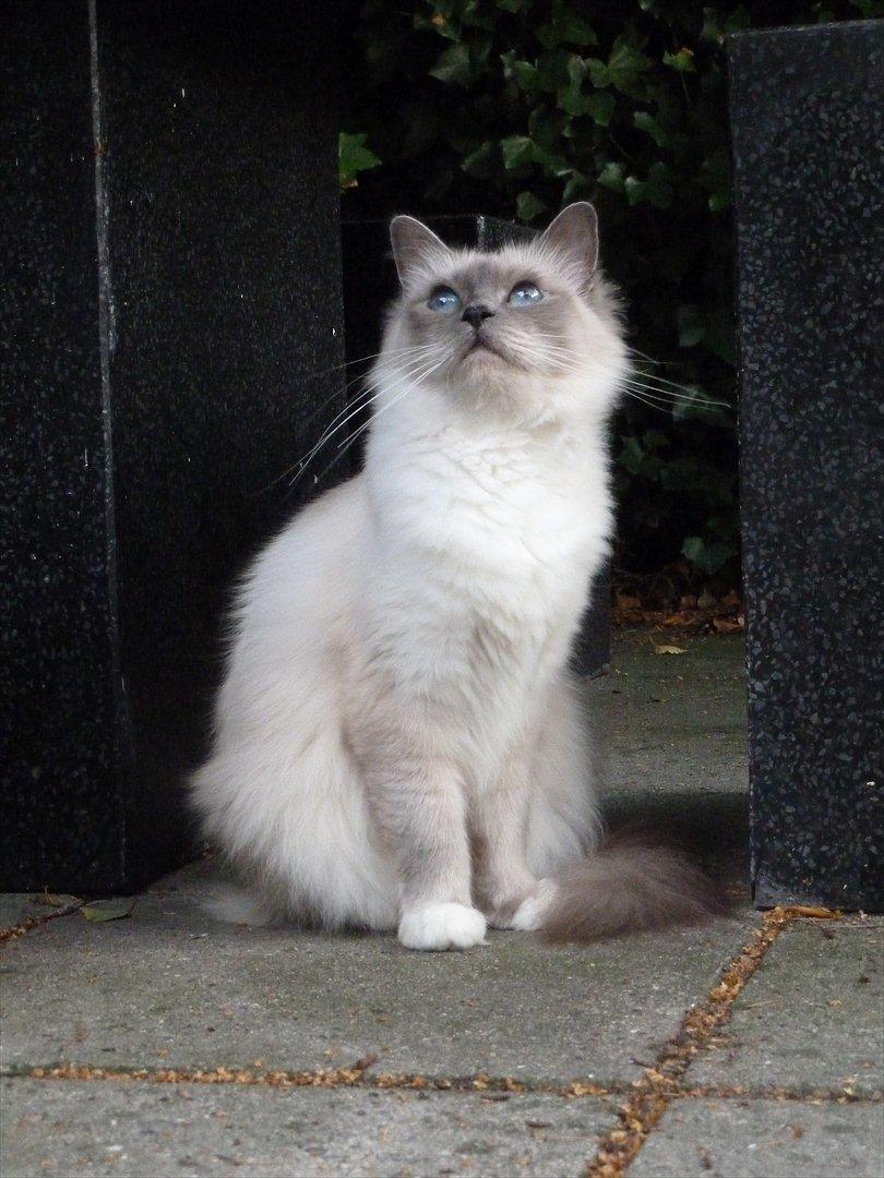 Hellig Birma Nala (Shengo Sugar Baby) billede 8