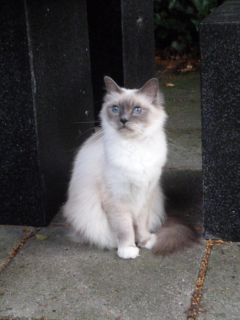 Hellig Birma Nala (Shengo Sugar Baby) billede 18