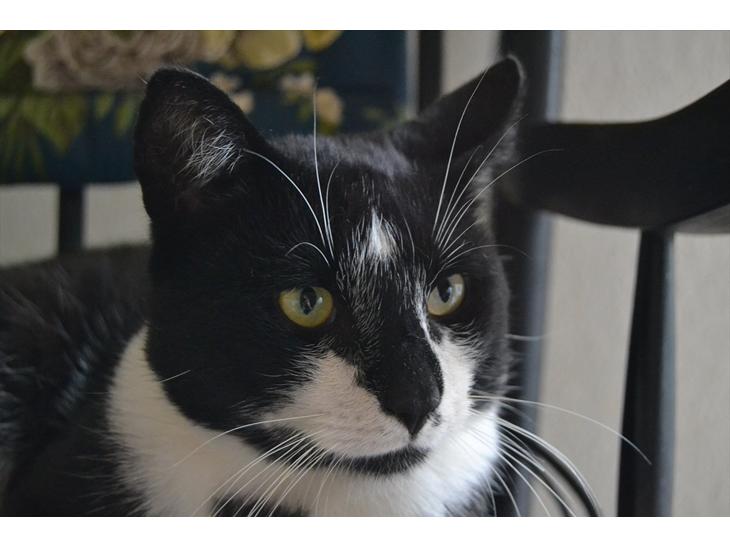 Huskat |Adonis "fat cat" billede 1