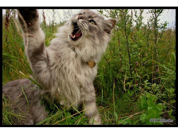 Maine Coon Will Turner billede 1