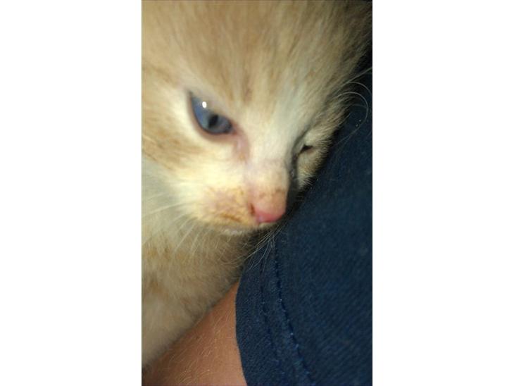 {{currentPhoto.altText}} billede {{currentPhoto.number}}