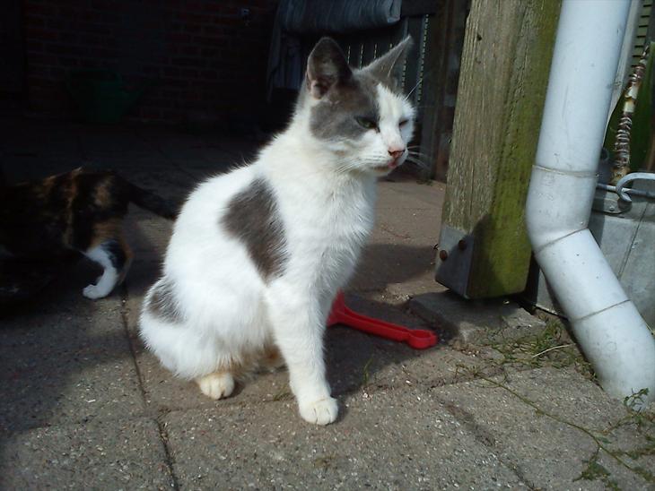 {{currentPhoto.altText}} billede {{currentPhoto.number}}