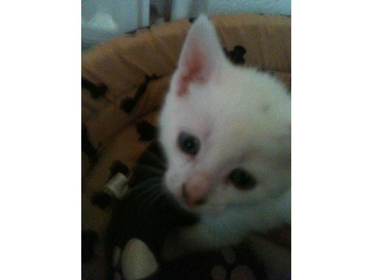 Huskat Cornelius - Cornelius havde næsten ikk tid til at få taget billeder da han skulle over til min datter og nusses <3 billede 1