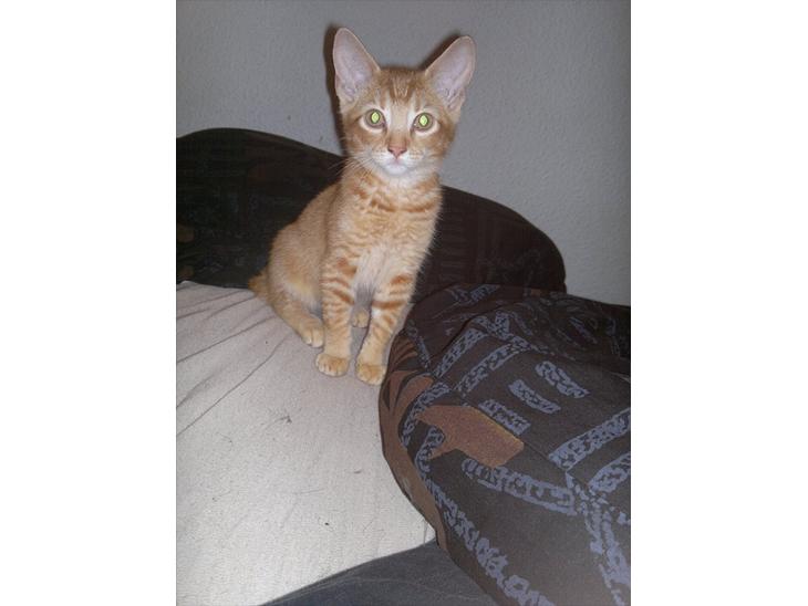 {{currentPhoto.altText}} billede {{currentPhoto.number}}