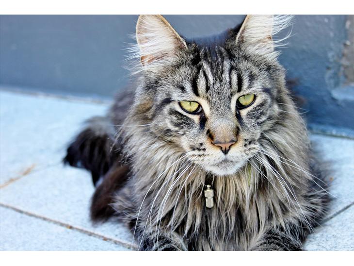 Maine Coon Fernando billede 1