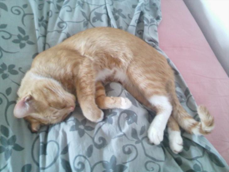 Huskat Hansen >>My lover:-*<< - Velkommen til Hansens profil:)  billede 1