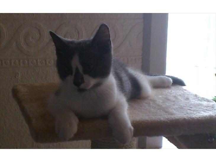 {{currentPhoto.altText}} billede {{currentPhoto.number}}