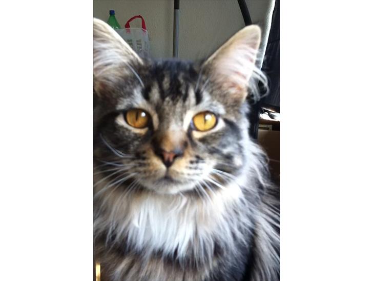 {{currentPhoto.altText}} billede {{currentPhoto.number}}