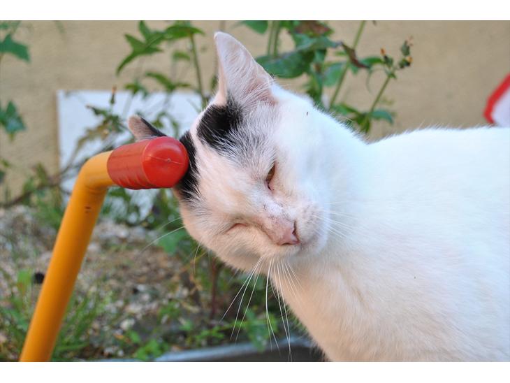 Huskat Lucifer billede 1