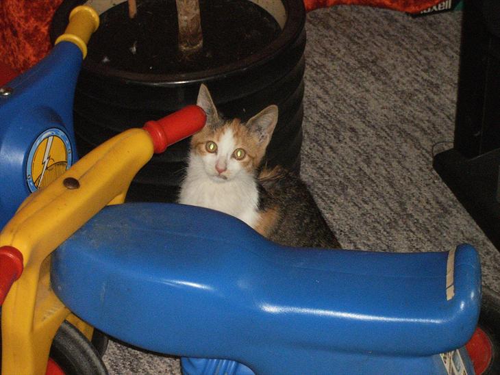 {{currentPhoto.altText}} billede {{currentPhoto.number}}