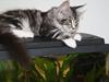 Maine Coon Bandit