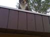 Huskat Trisse