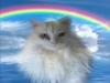 Maine Coon loka R.I.P smukke pige [ Himmelkat]