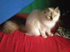 Hellig Birma Diva *Pinuni´s Duchess*