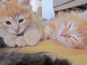 Maine Coon Spaghetti