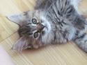 Maine Coon Kabuki