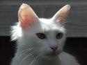 Tyrkisk Angora jamel