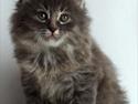 Kurilean Bobtail Yunga