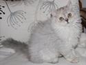 Selkirk Rex Wind of Change