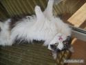 Maine Coon Mille