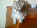 Maine Coon Tyson