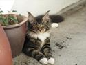 Maine Coon Loke