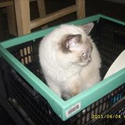 Ragdoll DK Flowerchild Campanula Nischa